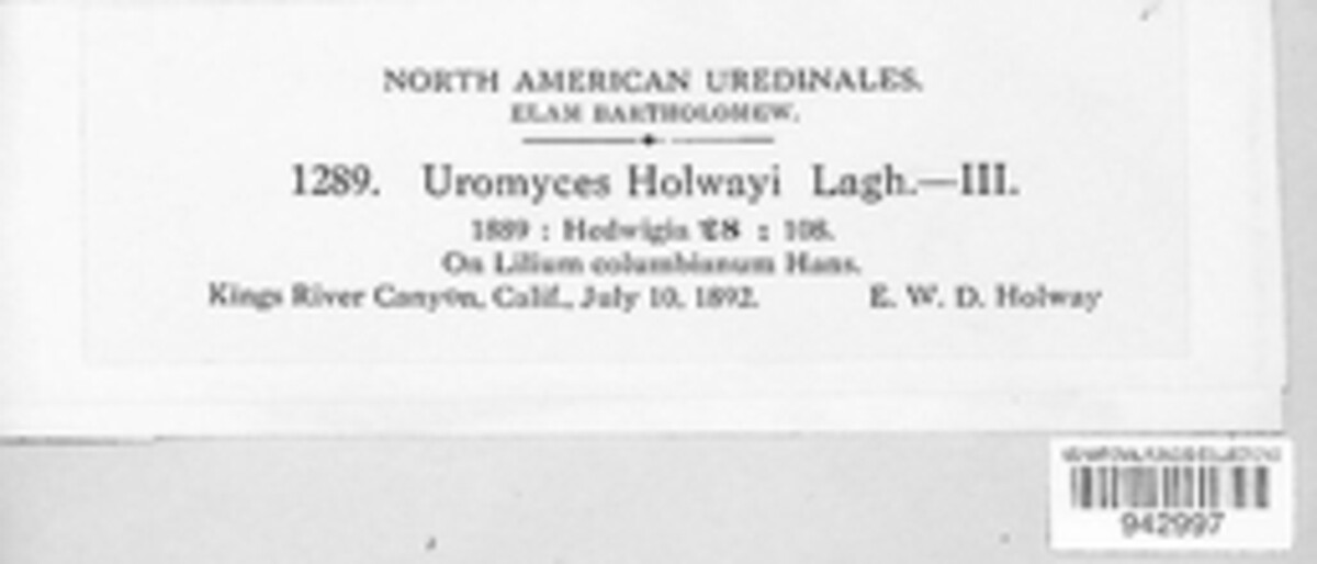 Uromyces holwayi image